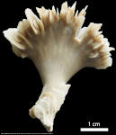 deep-water coral species Desmophyllum diathus