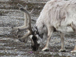Svalbard reindeer (Rangifer tarandus platyrhynchus) © Luisa Patrolecco CNR-ISP