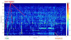 Spettrogramma che mostra suoni di tricheco atlantico (Odobenus rosmarus), di teleostei (presumibilmente prodotti dalla specie Melanogrammus aeglefinus) e del passaggio di una nave © Feliciotto Francesco CNR-ISP