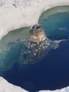 Foca di Weddell (Leptonychotes weddellii) in Antartide © Feliciotto Francesco CNR-ISP