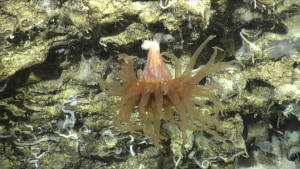 Cold-water coral Desmophyllum dianthus collected in the Southern Ocean - © Schmidt (Ocean Institute)