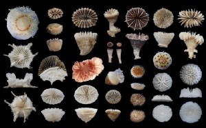 Cold-water coral specimens collected in the Southern Ocean - © Julie Trotter (UWA)