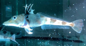 An icefish (Chionodraco hamatus) © G. Scapigliati - PNRA