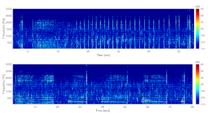 Figure 1 - Atlantic walrus acoustic signals: Spectrogram of the sounds (series of clicks or "knocks") produced by the Atlantic walrus, Odobenus rosmarus, underwater