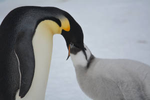 Emperor Penguin © Nicoletta Ademollo - PNRA