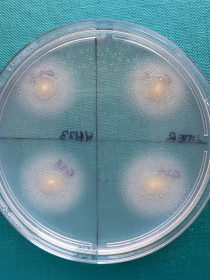 Esterase activity on agar plate © Angelina Lo Giudice CNR-ISP