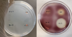 Ialuronidase enzymatic qualitative assays © Laura Marturano CNR-ISP