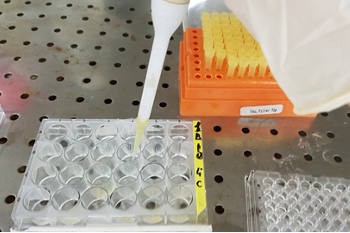 Laboratorio di Biogeochimica Microbica (BiogeM)