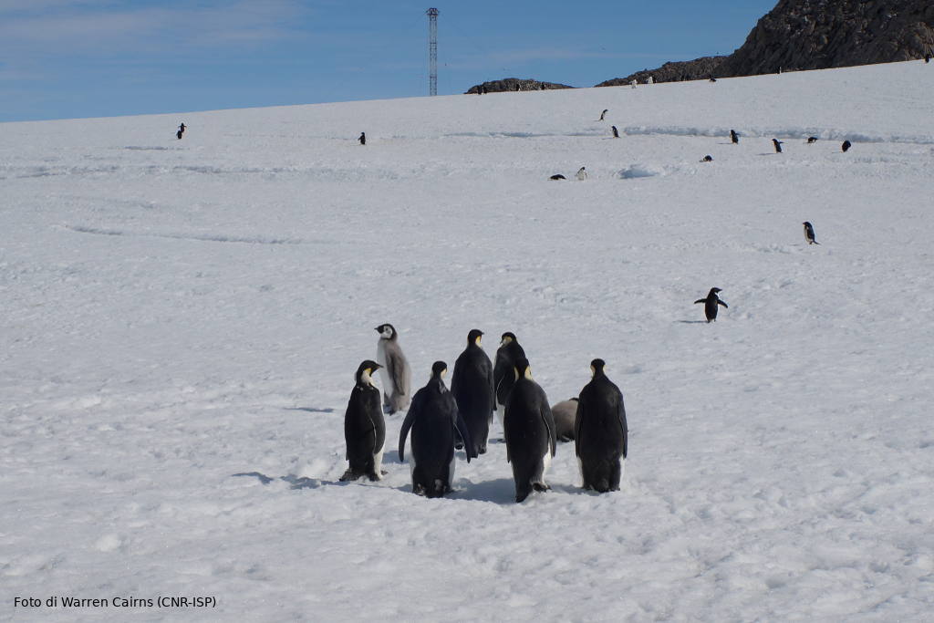 mario zucchelli pinguini