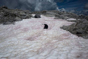 Alghe rosse sul ghiacciaio del Presena