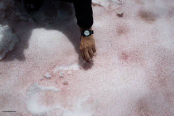 Alghe rosse sul ghiacciaio del Presena -  Foto ©FrancescaFerrari