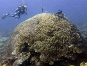 La strategia di sopravvivenza dei coralli tropicali al clima che cambia